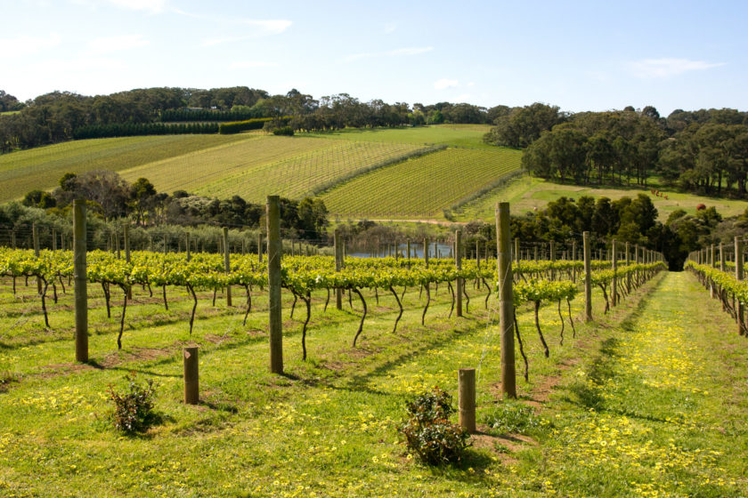 Strada del Vino Colli Euganei