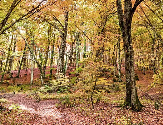Il Foliage nei Colli Euganei