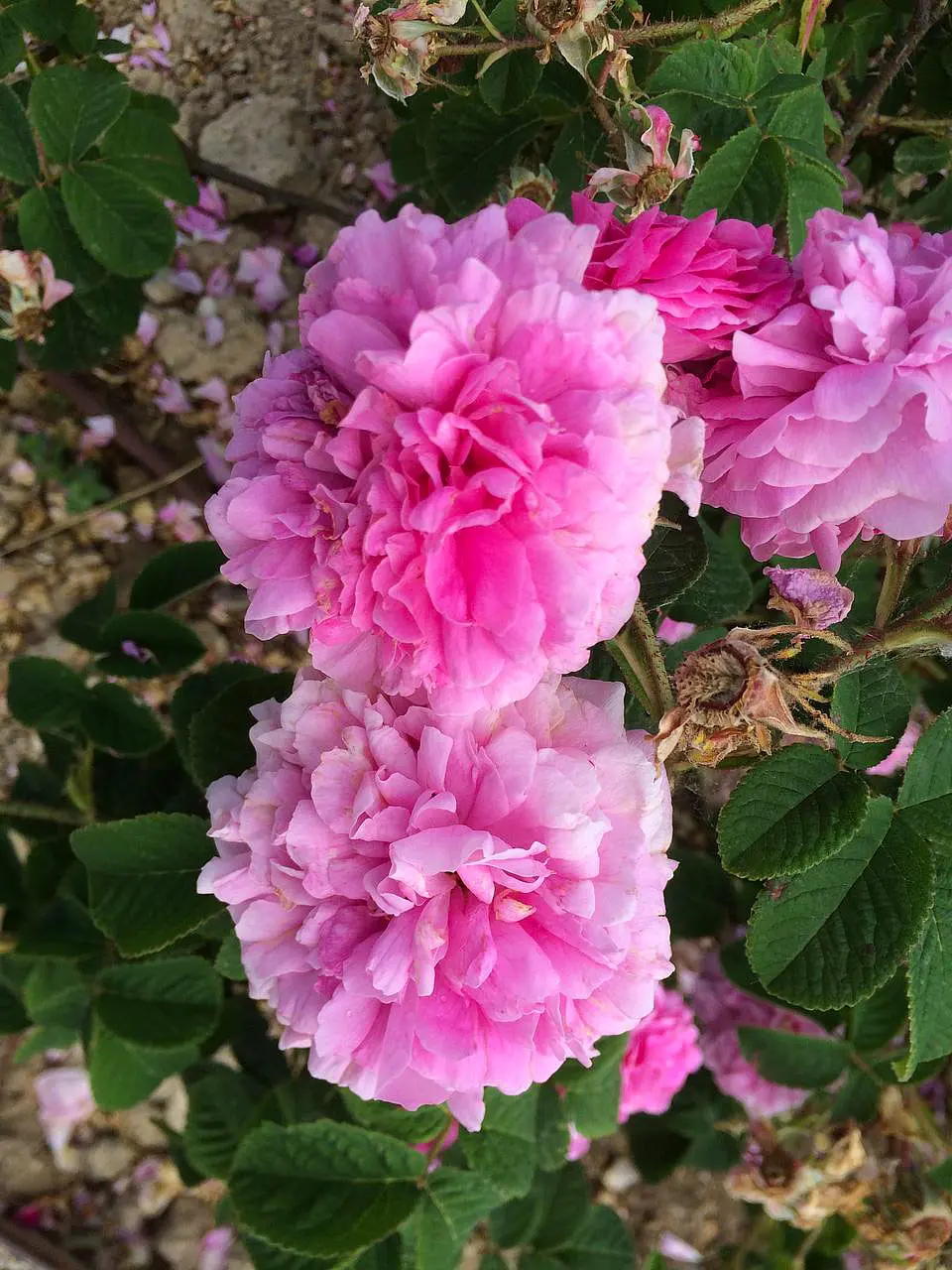 Rose-Garden-of-Santa-Giustina