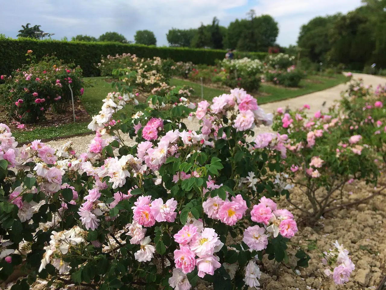 Rose-Garden-of-Santa-Giustina