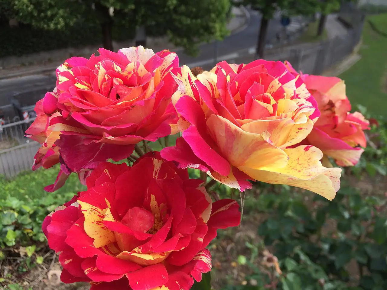 Rose-Garden-of-Santa-Giustina