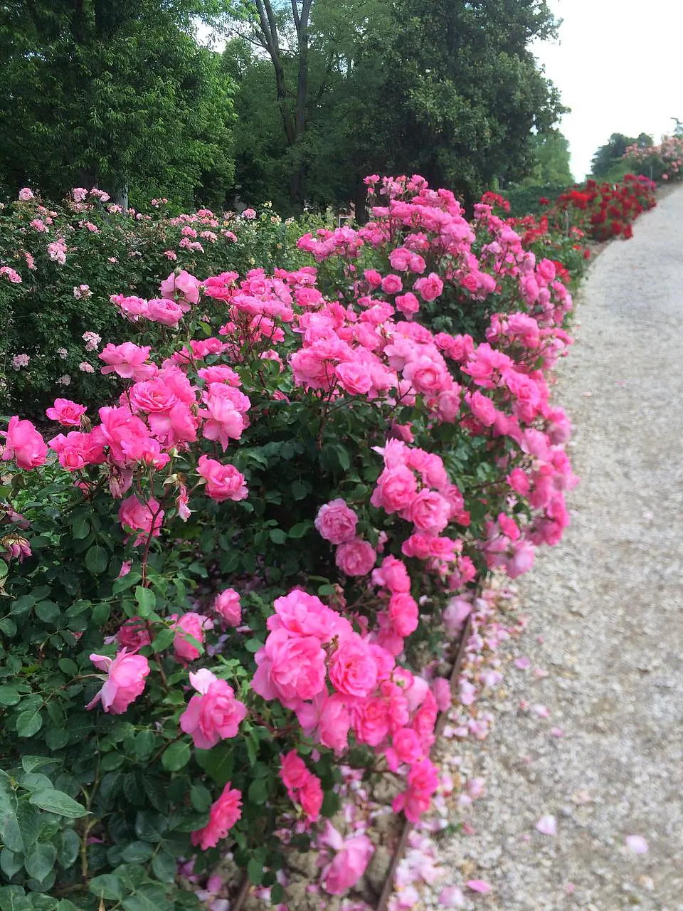 Rose-Garden-of-Santa-Giustina