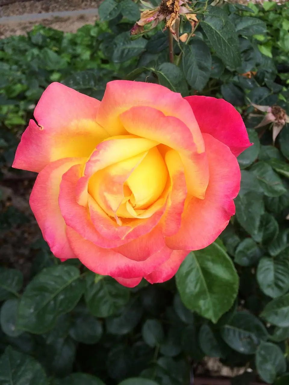 Rose-Garden-of-Santa-Giustina