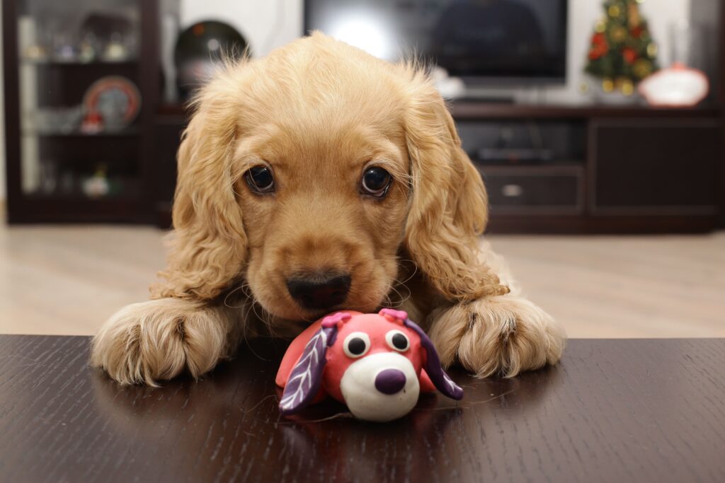 cagnolino con pupazzo